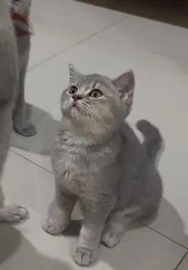 British Shorthair Golden Blue