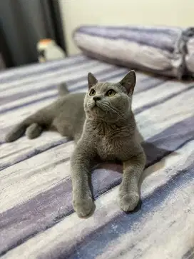 British Shorthair Blue Solid