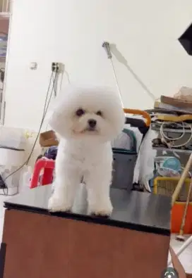 Bichon jantan dewasa turunan import