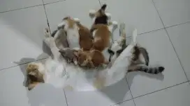 Kucing Kitten Domestik