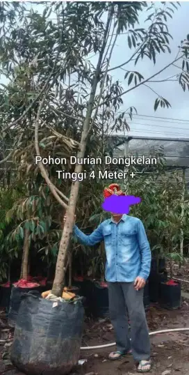 Pohon Durian Ukuran Besar Tinggi 4 Meter +