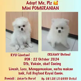 Jual Mini POMERANIAN