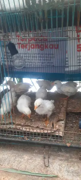 Pitik Ayam Ketawa Asli