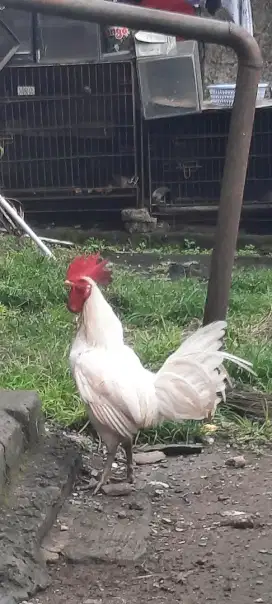 Ayam Jago Ketawa