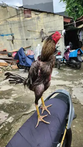 AYAM BANGKOK PUKUL SAKIT