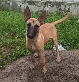 BELGIAN MALINOIS