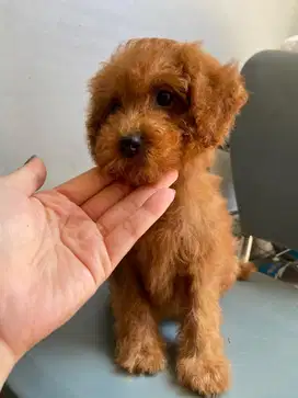 Female Pure Breed Poodle