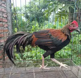 Jual ayam bekisar wiring kuning emas 7 bln sudah kokok bagus kota batu