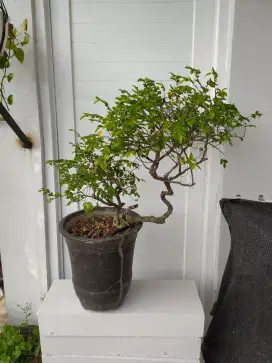 Tanaman Bonsai kalimantan