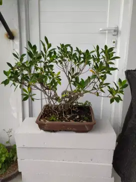 Tanaman Bonsai kimeng di jual aja