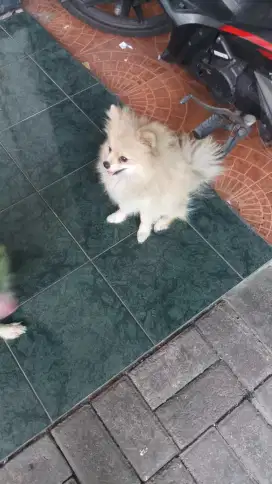 2 pomeranian betina