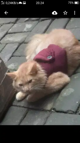 Kucing jantan turunan anggora