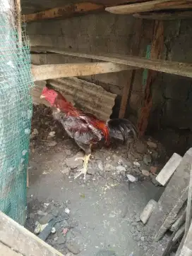 Ayam jago turunan babgkok