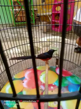 Jual burung murai hutan