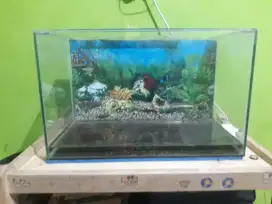 Ikan Hias Plus Aquarium