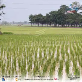 RUMAH ASETKU – GANTAR (Sawah) KAB. INDRAMAYU