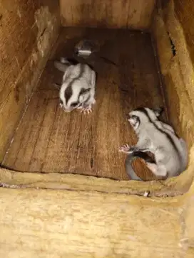 Dijual 2 ekor anakan Sugar Glider (platmost×leu) betina