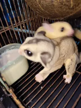 Dijual 2 ekor jantan sugar glider(1ekor platmost dan 1ekor whiteface)