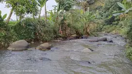 SUNGAI BESAR || VILA, SAWAH & KOLAM IKAN AIR MELIMPAH.