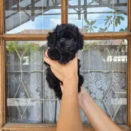 Poodle Black 2 bulan