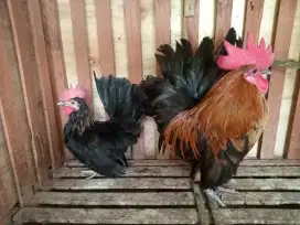 Ayam KT Sepasang