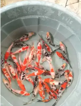 Ikan koi warna cantik