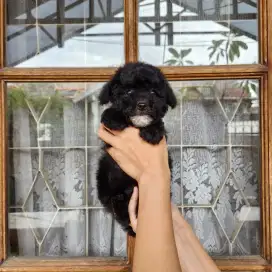 POODLE BLACK FEMALE MARKING WHITE