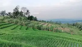 Sawah Produktif Akses Mobil dekat Taman Bunga Nusantara Akses Mobil