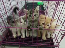 Dijual kucing persia long hair, borongan induk & anak2 nya