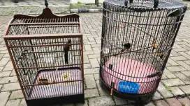 Burung Murai Batu Jantan dan Betina siap bt kucing