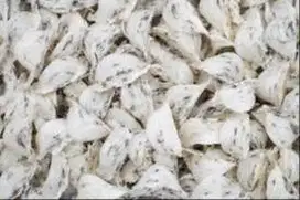 SARANG BURUNG WALET atau YENWO asli, kotor Bird's Nest harga per ons