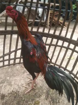 Ayam Bangkok klasik