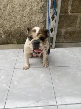 English bulldog female