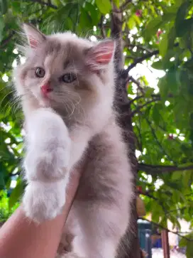 Kucing kitten ragdoll cantik