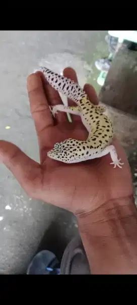 gecko leopard jantan