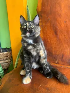 kucing Persia Tortie Mixdom