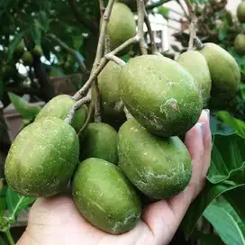 Bibit Tanaman Kedondong - Buah Khas Untuk Rujak