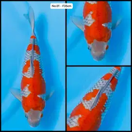 Ikan koi uciba 35 cm