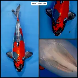 Ikan koi size 33 cm