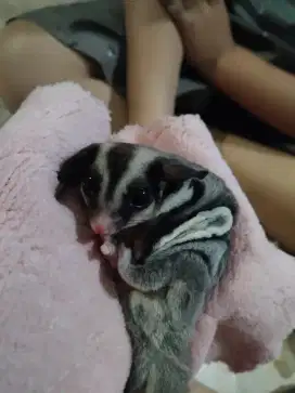 DI JUAL CEPAT SUGAR GLIDER BOLEH NAWAR