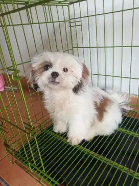 Puppy Shihtzu Cute n Glamour