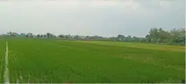 Dijual: Sawah Produktif 5980 m² di Lokasi Strategis dan Subur!