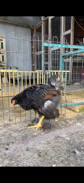 Ayam brahma gold laced jantan