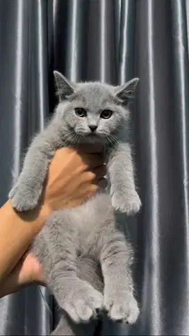 Kucing British Shorthair