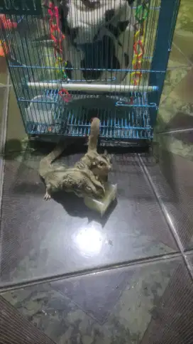 FS Sepasang sugar glider