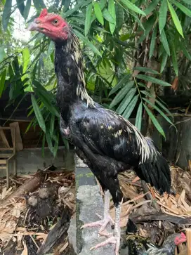 Ayam silangan bangkok pelung