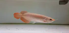 Arowana Super Red Arwana SR