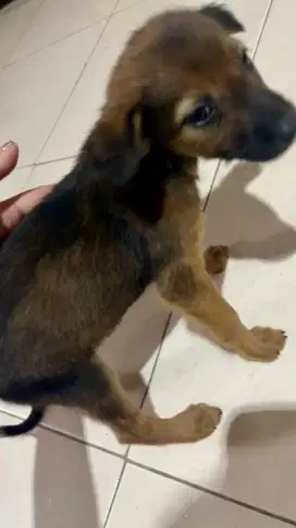 Dijual Anak Anjing Betina mix warna Cokelat Hitam