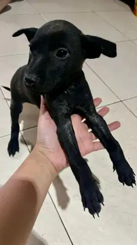 Dijual Anak Anjing Jantan warna Hitam