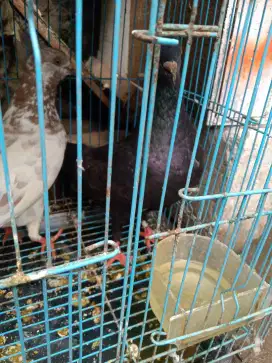 Burung dara tinggian CC kenceng